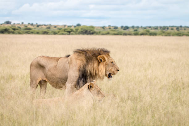 istock Lion mating couple in the high grass. 694549154