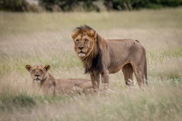 istock Lion mating couple in the high grass. 694549216