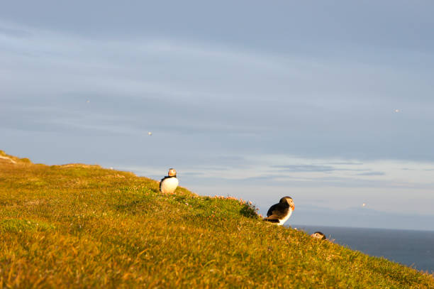 istock Three Puffins on a cliff top on the coastline of Iceland. 694549340