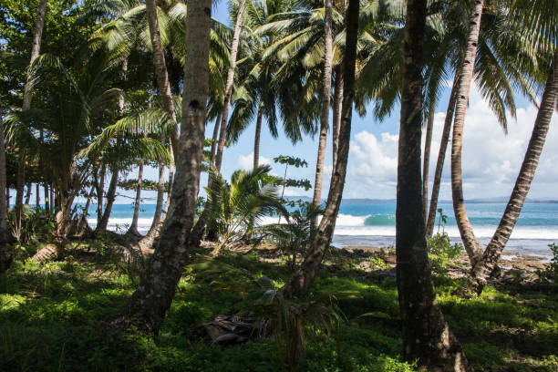 Looking at the ocean and waves from the palm tree forest Looking at the ocean and waves from the palm tree forest Mentawai Islands stock pictures, royalty-free photos & images