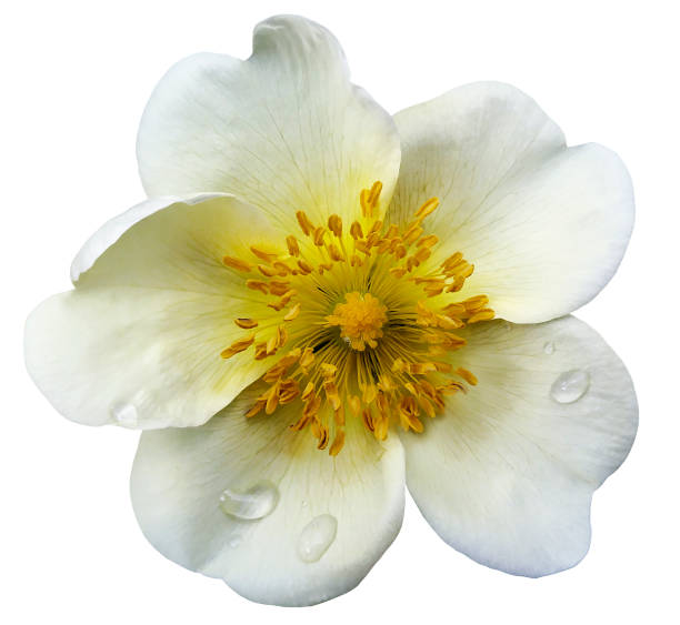 istock Wild rose  on a white isolated background with clipping path.  No shadows. Closeup. Dew drops on a white flower.  Nature. 694549400