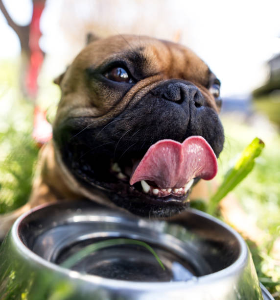 istock Dog drinking water from a bowl outdoors 694549794