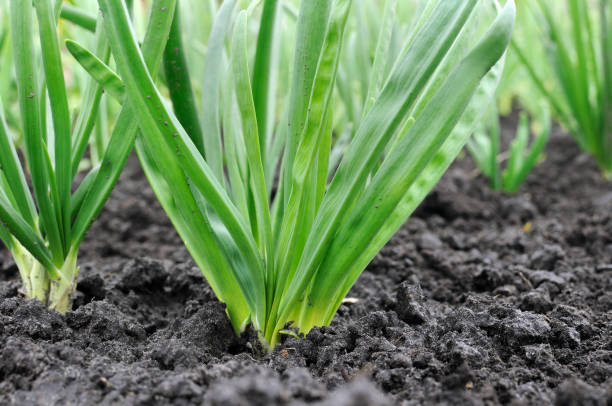 istock organically cultivated onion plantation 694553482