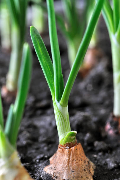 istock organically cultivated onion plantation 694553530
