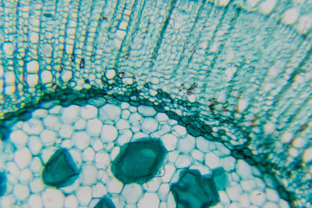 istock Microscope image of a Tilia stem, cross section cs, dyed green blue 694556518