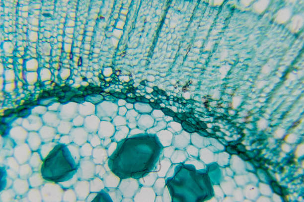 Microscope image of a Tilia stem, cross section cs, dyed green blue tilia steam, microscope cambium photos stock pictures, royalty-free photos & images