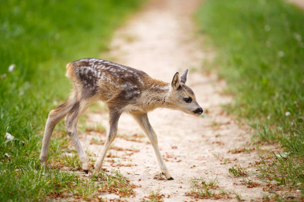 istock Young wild roe deer in grass, Capreolus capreolus. New born roe deer, wild spring nature. 694559646