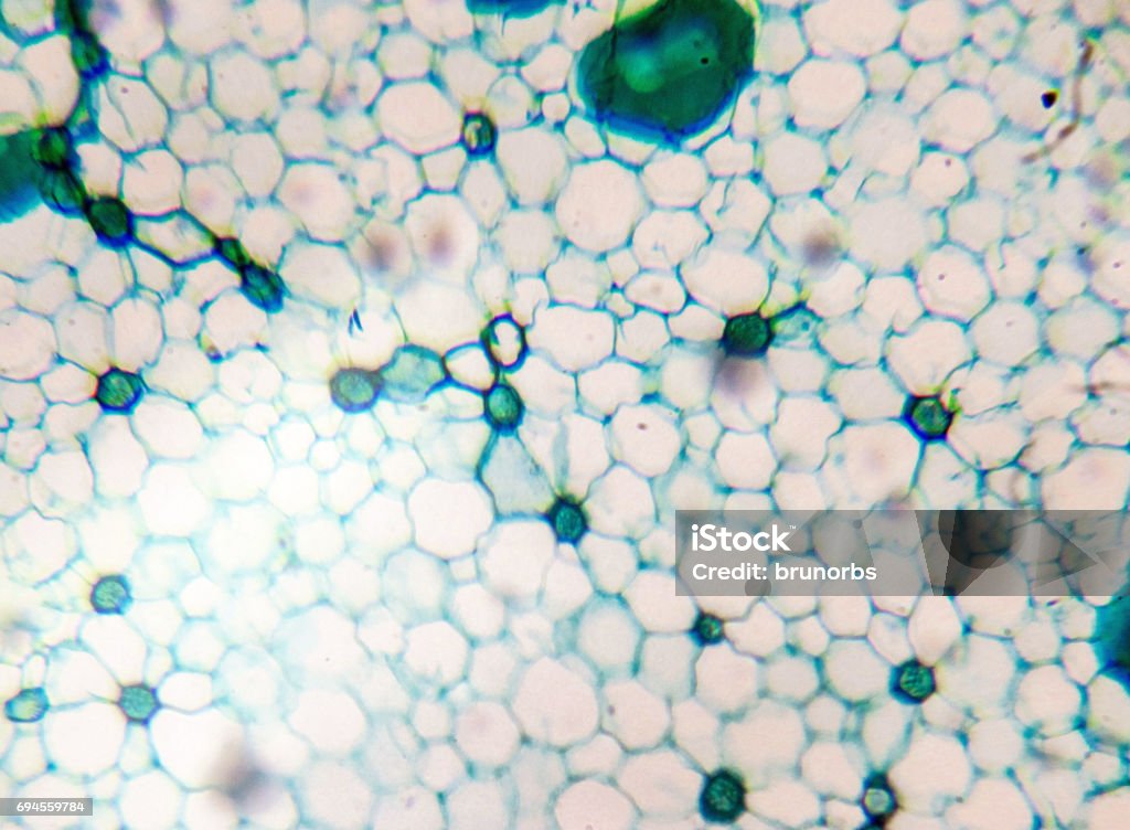 Imagen de microscopio de un tallo de Tilia, sección cs, teñido de verde, azul - Foto de stock de Biología libre de derechos