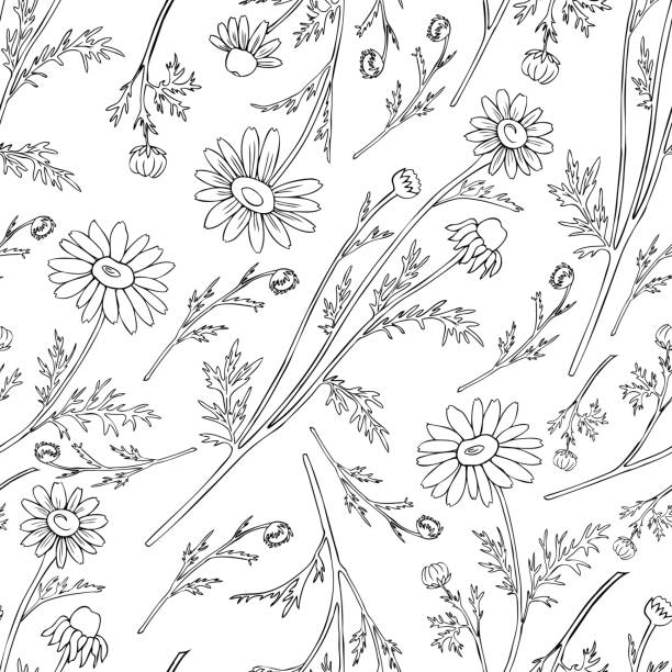 ilustrações de stock, clip art, desenhos animados e ícones de chamomile wild field flower isolated on white background botanical hand drawn daisy sketch vector doodle illustration, seamless pattern for design package tea, cosmetic, medicine, textile, fabric - m chamomilla