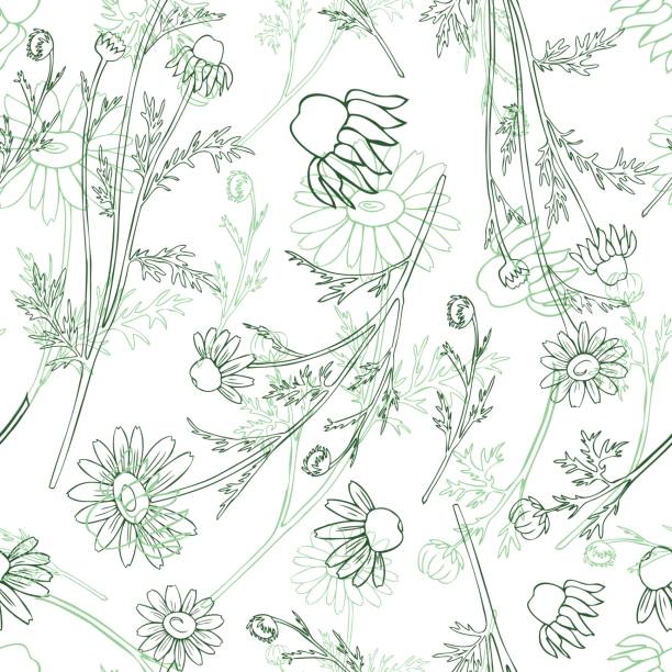 ilustrações de stock, clip art, desenhos animados e ícones de chamomile wild field flower isolated on white background botanical hand drawn daisy sketch vector doodle illustration, seamless pattern for design package tea, cosmetic, medicine, textile, fabric - m chamomilla