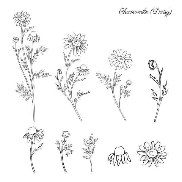 Chamomile wild field flower isolated on white background botanical hand drawn daisy sketch vector doodle illustration for design package tea, organic cosmetic, natural medicine, greeting card Chamomile wild field flower isolated on white background botanical hand drawn daisy sketch vector doodle illustration for design package tea, organic cosmetic, natural medicine, greeting card, wedding wildflower drawing stock illustrations