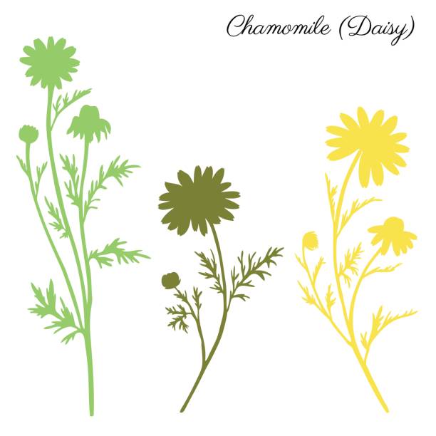 ilustrações de stock, clip art, desenhos animados e ícones de chamomile wild field flower isolated on white background botanical hand drawn daisy vector silhouette doodle illustration for design package tea, organic cosmetic, natural medicine, greeting card - m chamomilla