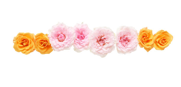 istock Flower head of roses 694565642