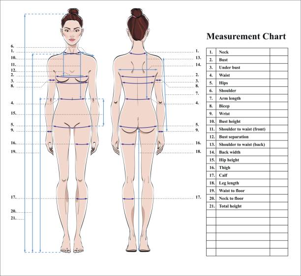 660+ Body Measurement Chart Stock Photos, Pictures & Royalty-Free Images -  iStock