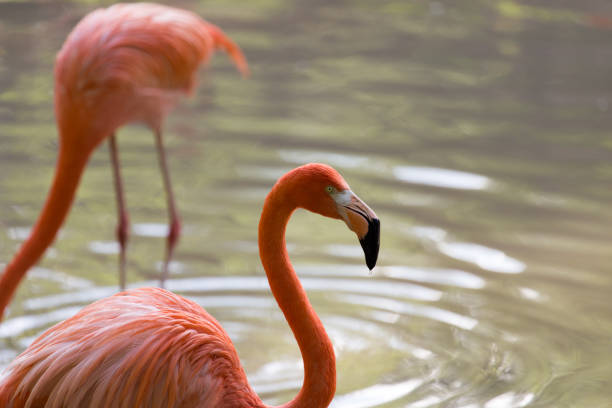 istock Pink flamingo on a pond in nature 694578886