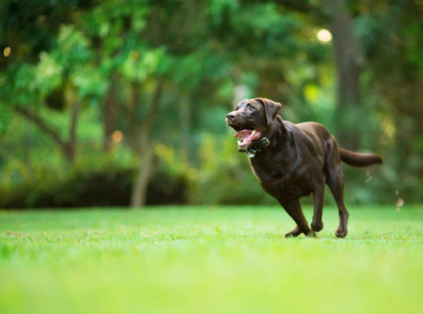 Labrador retriever running Labrador retriever labrador retriever stock pictures, royalty-free photos & images
