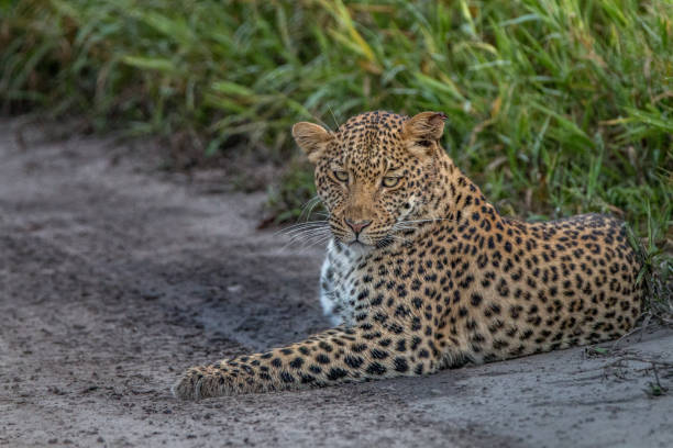 istock Leopard laying in the sand in the Kalahari. 694581396