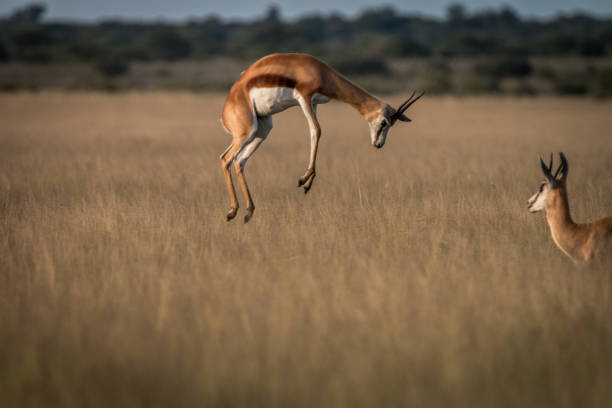 istock Springbok pronking in the high grass. 694581414