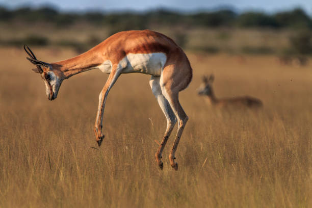 istock Springbok pronking in the high grass. 694581428
