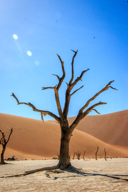 istock Dead tree in the Sossusvlei desert. 694581540