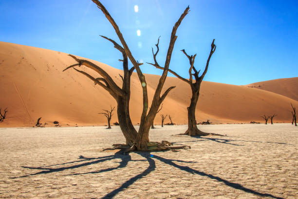istock Dead tree in the Sossusvlei desert. 694581576