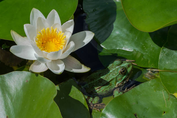 istock green frog and water lily 694581618