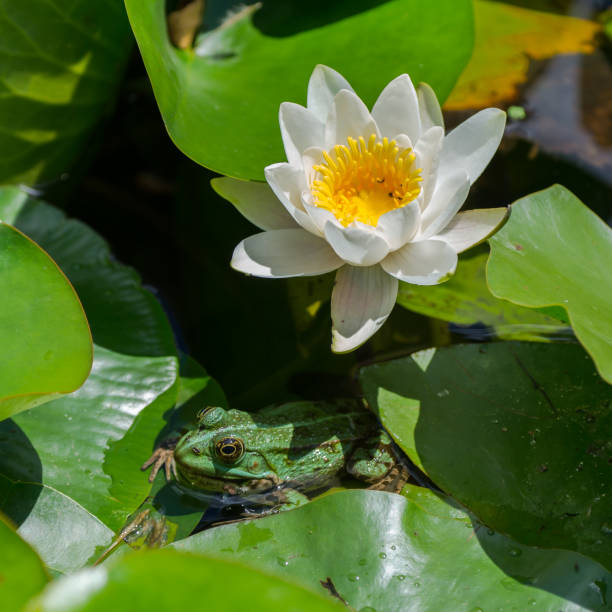 istock green frog and water lily 694581748