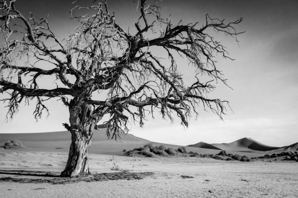 istock Dead tree in the Sossusvlei desert. 694581804