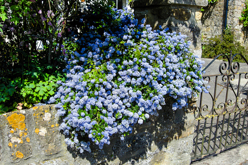 Blue flowers of a Californian Lilac bush hanging over a garden wall.