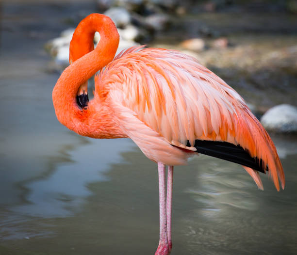 istock Pink flamingo on a pond in nature 694584922