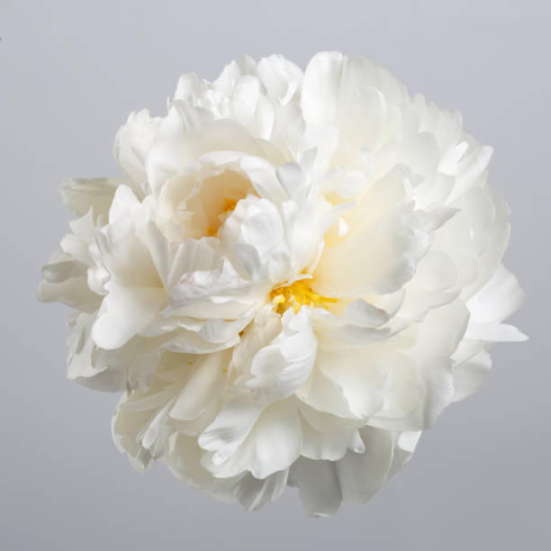 istock Flower white peony isolated on gray background. 694585104