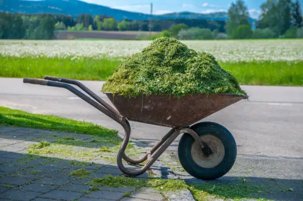 Photo of wheelbarrow on a lawn with fresh grass clippings in summer