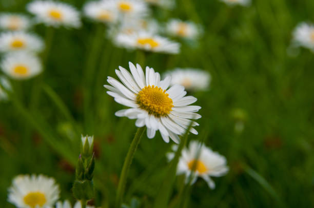 manzanilla blanco flores margarita manzanilla alemana. - german chamomile chamomile plant smelling flower fotografías e imágenes de stock