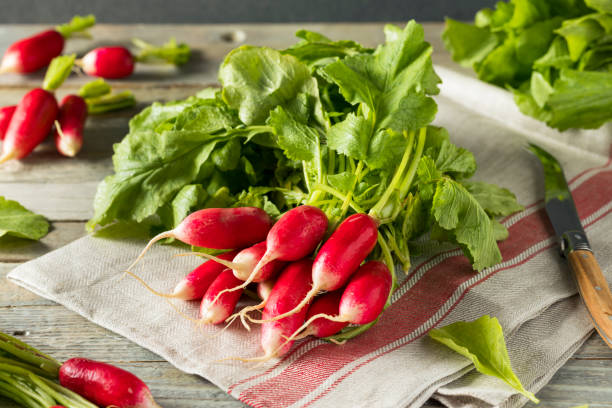 surowe organiczne świeże rzodkiewki francuskie - radish bunch red vegetable zdjęcia i obrazy z banku zdjęć