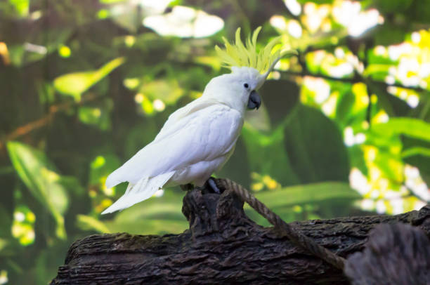 istock Sulphur-crested Cockatoo 694588052