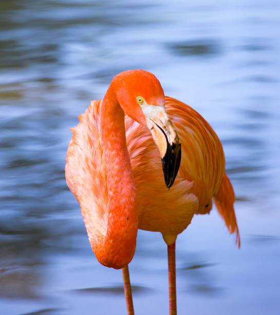 istock Pink flamingo on a pond in nature 694588098