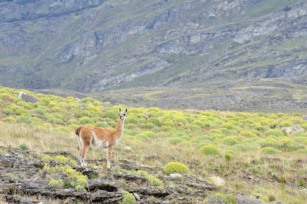 гуанако стоит в патагонии - argentina patagonia andes landscape стоковые фото и изображения