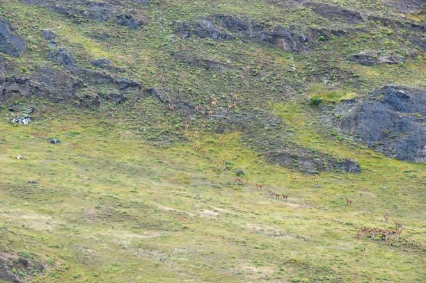 большой слышал о guanacos ходить вверх по холму в чилийской патагонии - argentina patagonia andes landscape стоковые фото и изображения