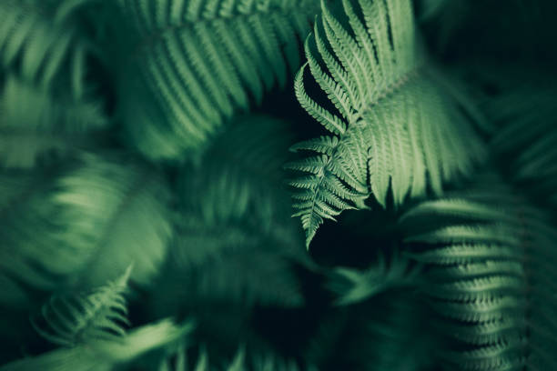 Beautiful fern leaves, macro Perfect natural fern pattern. Beautiful background made with young green fern leaves. Color of kale. polypodiaceae stock pictures, royalty-free photos & images