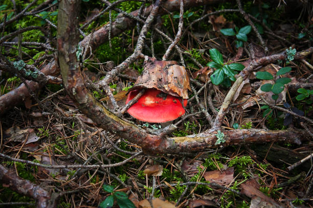 istock Mushroom russula in the autumn forest 694592700
