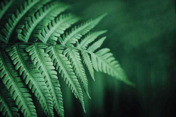 Beautiful fern leaves, macro Beautiful fern leaves green foliage natural floral fern background. Kale color of the picture. sword fern stock pictures, royalty-free photos & images