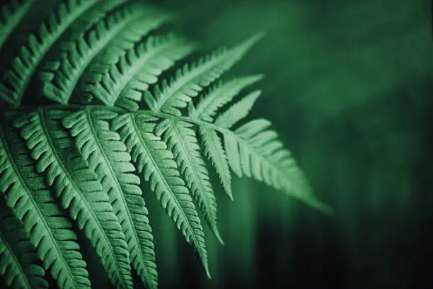 Photo of Beautiful fern leaves, macro