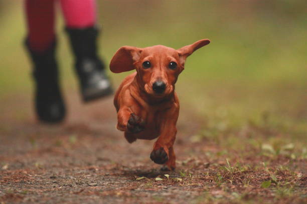 bassotto in miniatura - pets dachshund dog running foto e immagini stock