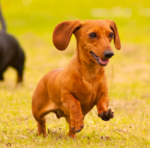 bassotto in miniatura - pets dachshund dog running foto e immagini stock