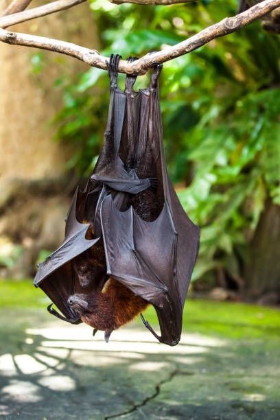 istock Bat and baby hanging upside down from a branch 694604576