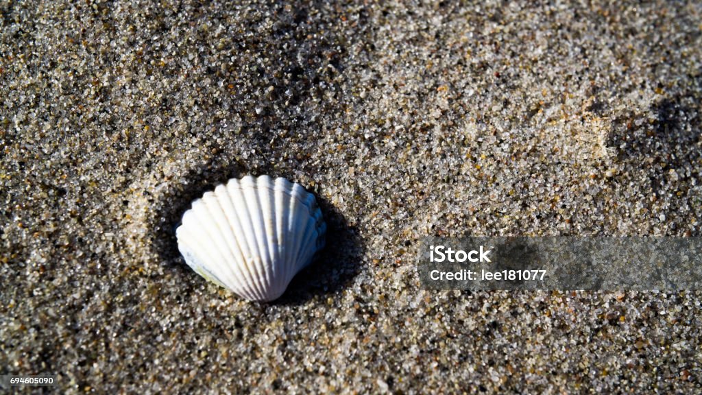 Empty Muscle Shells Empty Mussel Shell Stock Photo - Download Image Now - Animal Shell ...