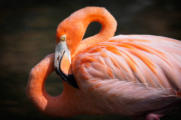 istock American Flamingo 694605126