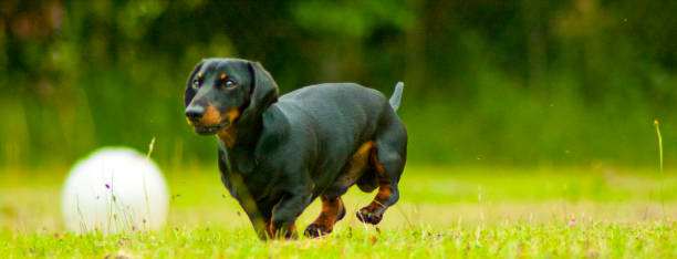 bassotto in miniatura - pets dachshund dog running foto e immagini stock