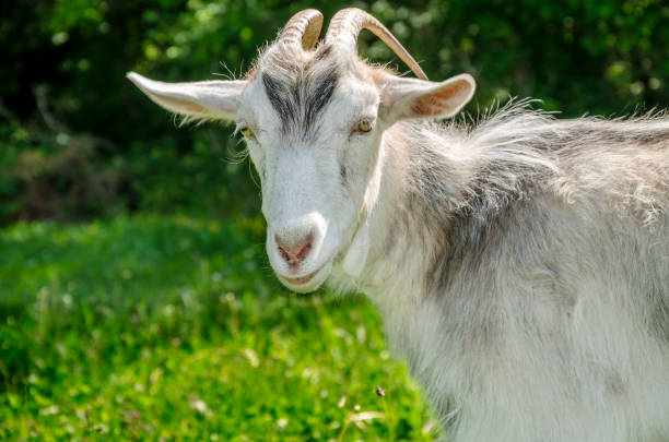istock Gray goat with horns 694613168