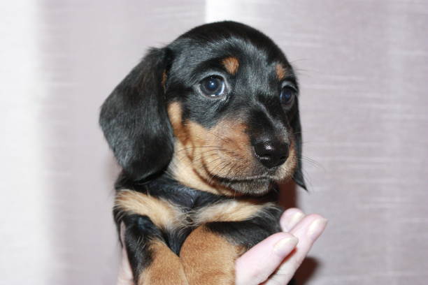 istock Miniature Dachshund Puppy 694613866